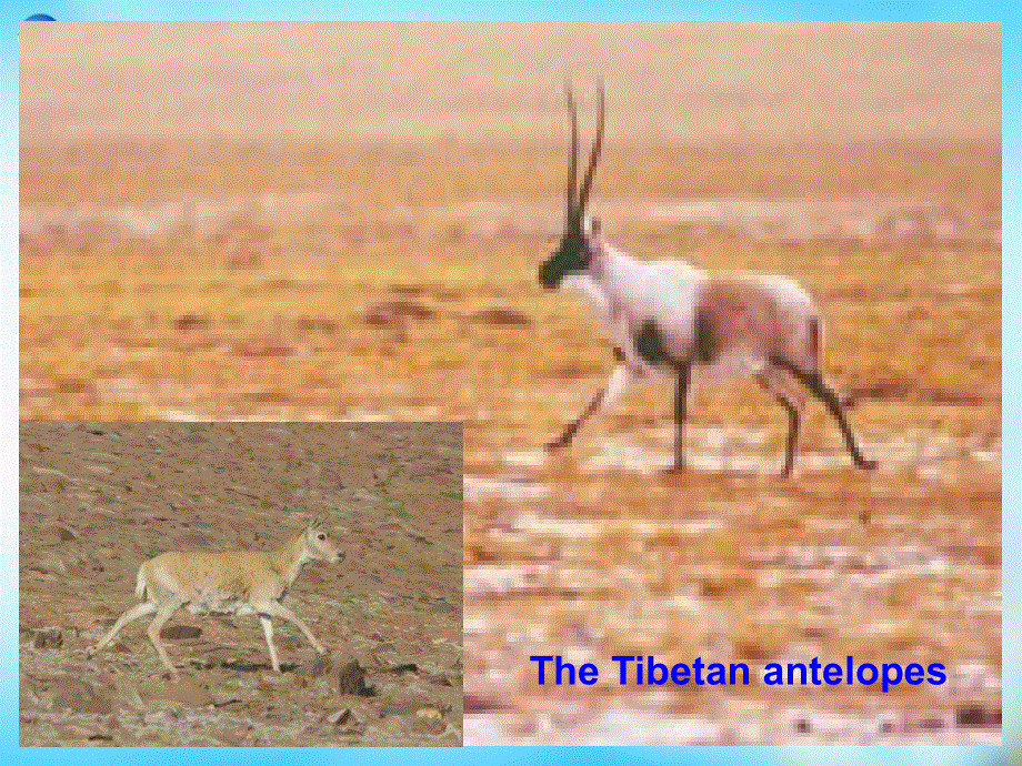 四川省凉山彝族自治州昭觉中学高中英语 Reading复习课件2 外研版必修5.ppt_第3页