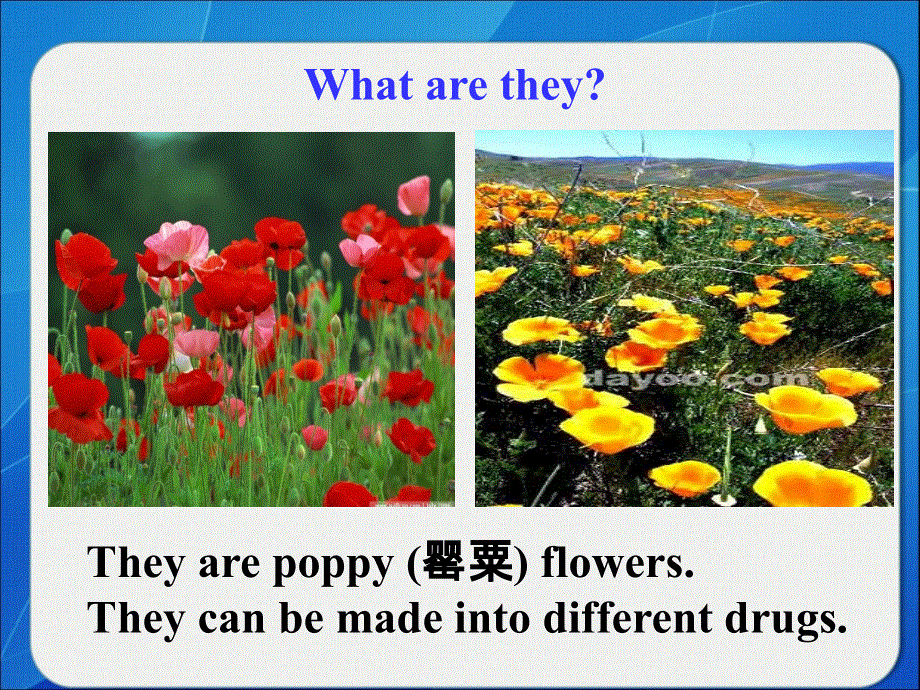 四川省岳池县第一中学外研版高中英语必修二：MODULE 2 NO DRUGS 话题回顾 课件 .ppt_第3页