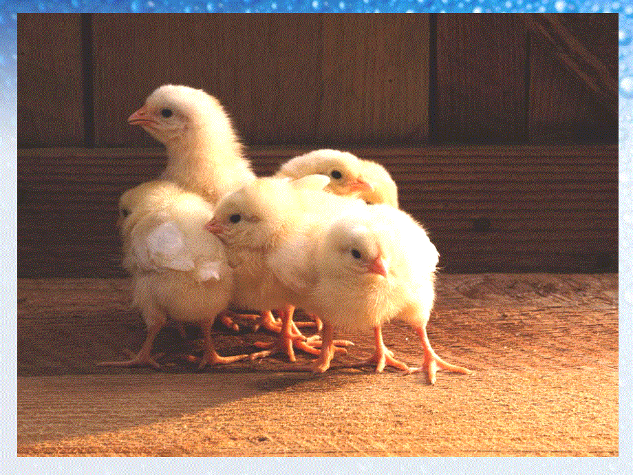 四年级上册语文课件-16.母鸡｜人教新课标 (共31张PPT).ppt_第3页