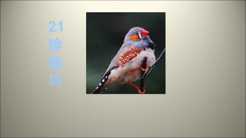 四年级上册语文课件-21珍珠鸟 苏教版(共21张PPT).ppt