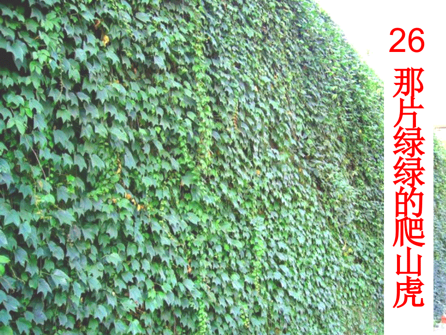 四年级上册语文课件-26.那片绿绿的爬山虎∣人教新课标(共16张PPT).ppt_第1页