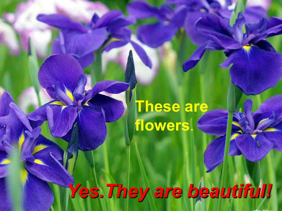 四年级上册英语课件－《Unit 4 These are flowers》｜湘少版（三起）(共7张PPT).ppt_第3页
