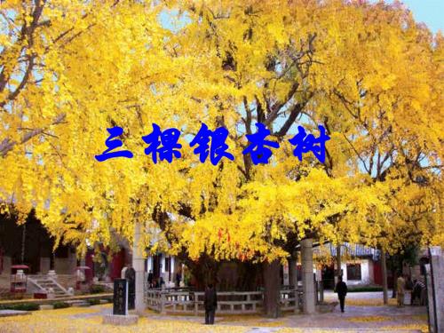 四年级上册语文配套课件-2.三棵银杏树l西师大版 (共26张PPT).ppt