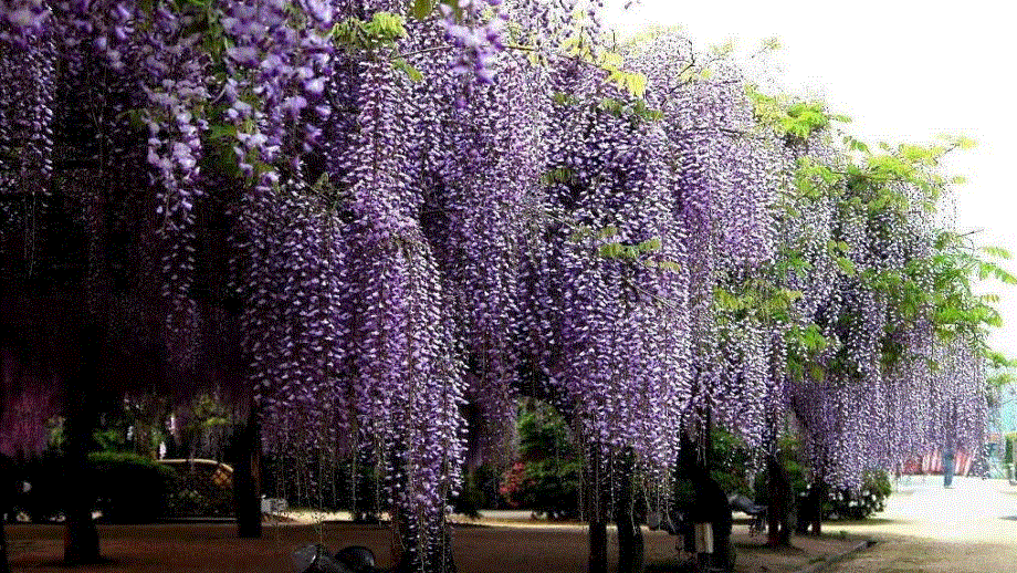 2023七年级语文下册第5单元18紫藤萝瀑布第1课时课件（部编版）.pptx_第2页