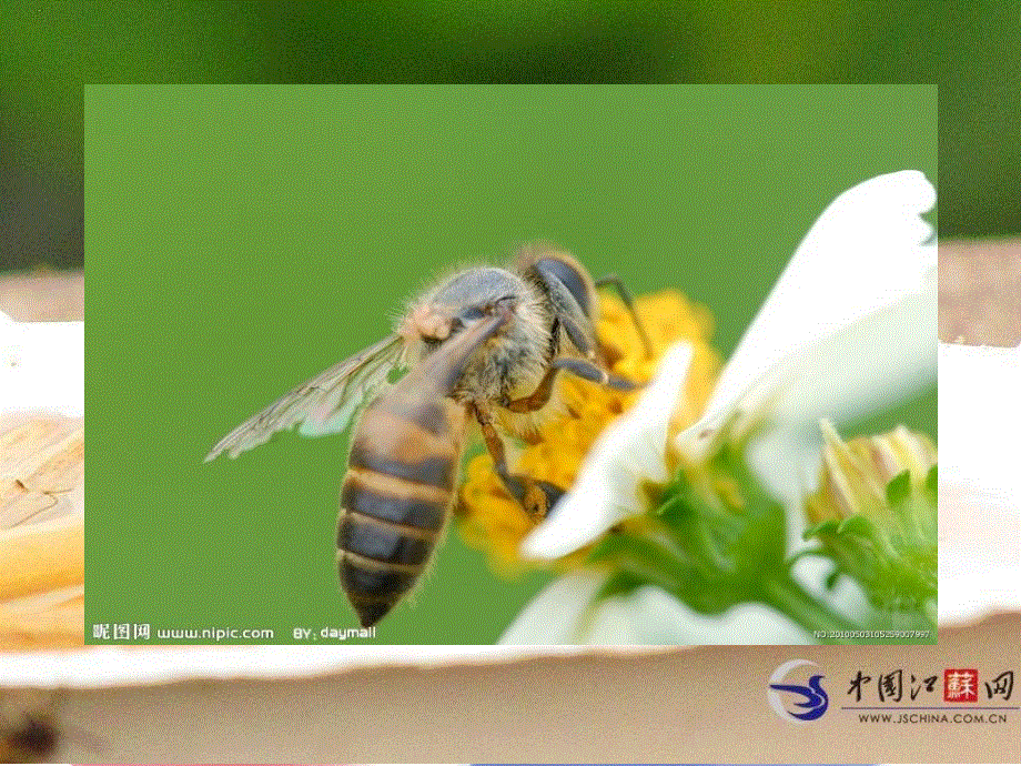 四年级下册英语课件-lesson 5 what are those？∣川教版(三年级起点) (共13张PPT).ppt_第1页