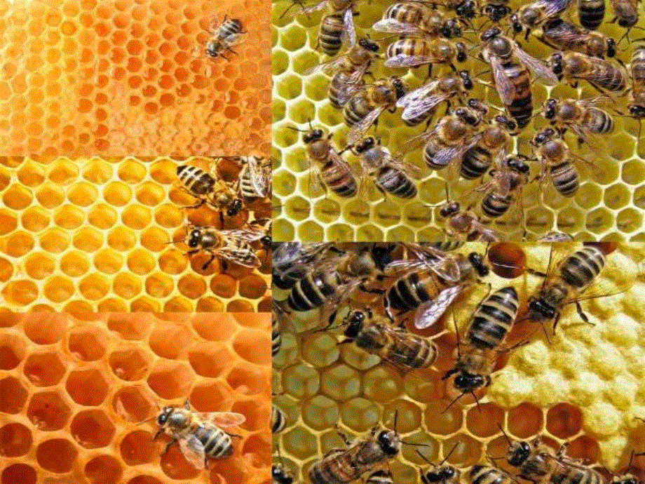 四年级下册英语课件-lesson 5 what are those？∣川教版(三年级起点) (共13张PPT).ppt_第2页