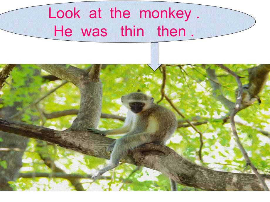 四年级下册英语课件-M8U2 Itooksomepictures . _外研版（三起） (共16张PPT).ppt_第3页