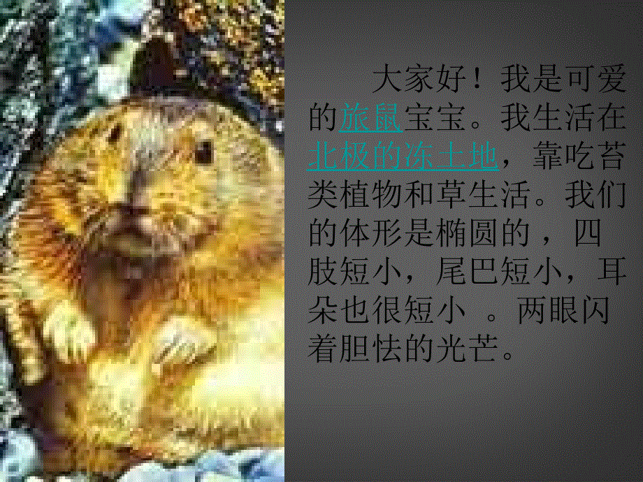 山东省日照市东港实验学校八年级语文下册 旅鼠之谜 课件 新人教版.ppt_第1页