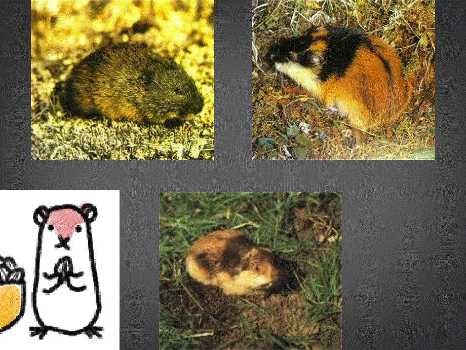 山东省日照市东港实验学校八年级语文下册 旅鼠之谜 课件 新人教版.ppt_第2页