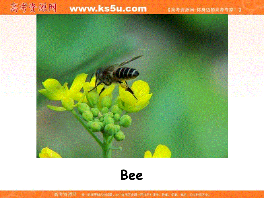 广东省广州市培才高级中学2016高考英语复习课件：新人教选修9 UNIT4 EXPLORING PLANTS-USING LANGUAGE （共24张PPT） .ppt_第2页