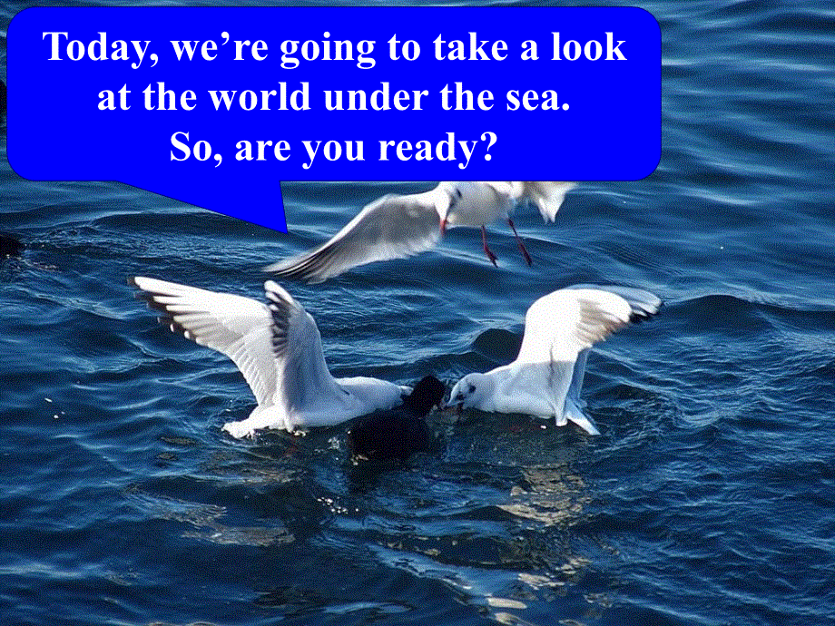 广东省汕头市东厦中学高中英语选修7：UNIT 3 UNDER THE SEA WARMING UP课件 （共30张PPT） .ppt_第3页