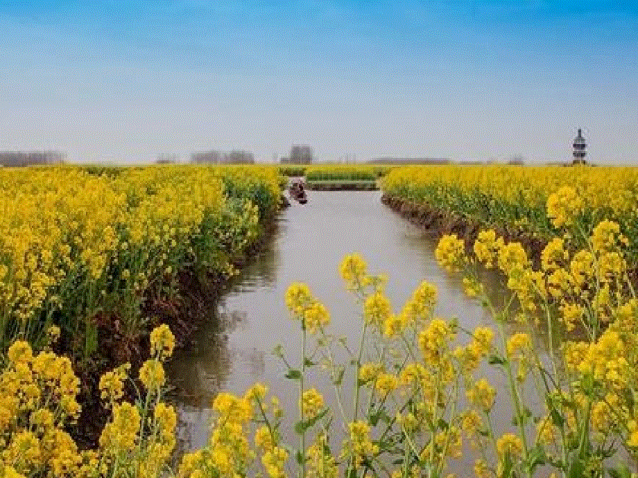 江苏省永丰初级中学八年级英语上册Unit5Wildanimals课件新版牛津版.ppt_第1页